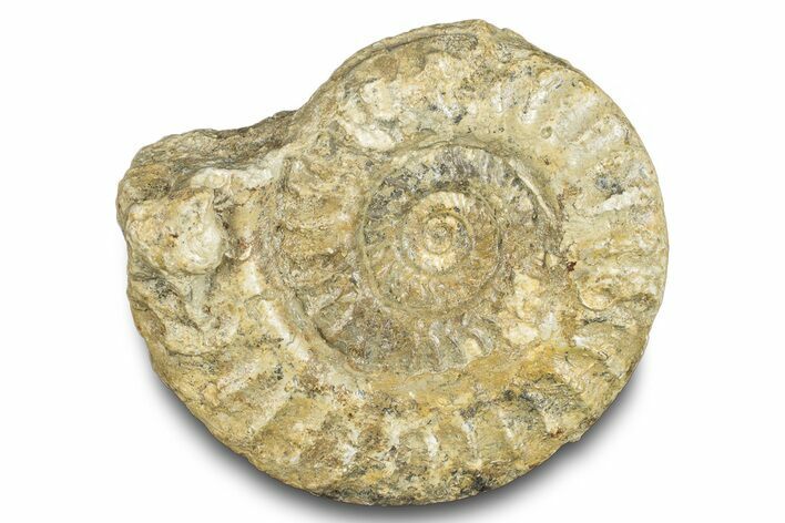 Jurassic Ammonite (Hildoceras) Fossil - England #284036